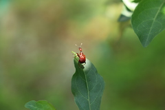 Paratrachelophorus nodicornis