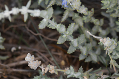 Salvia californica