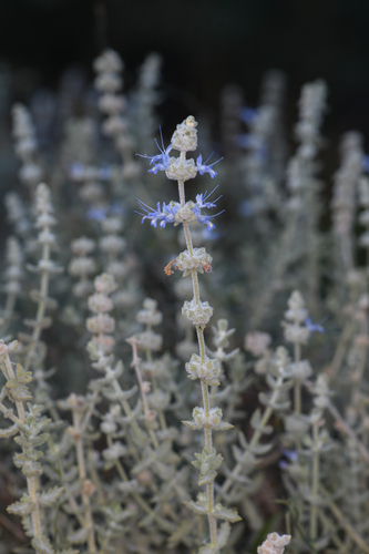 Bajan Scrub Sage (Salvia californica)