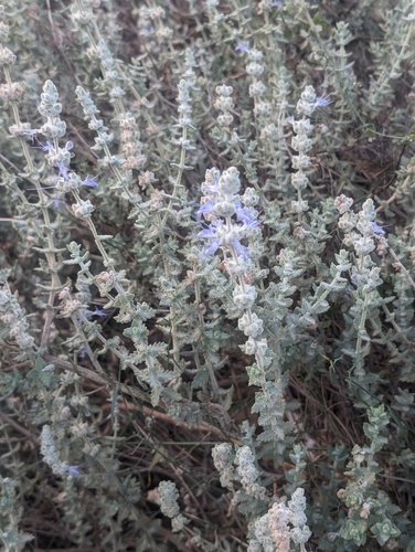Salvia californica, photograph 3