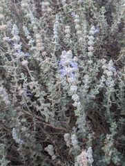 Salvia californica, photograph (c) Trevor Van Loon, some rights reserved (CC BY)