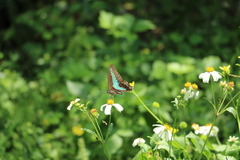Graphium sarpedon connectens