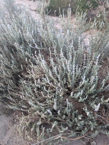 Salvia californica, photograph 1