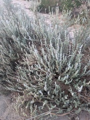 Salvia californica, photograph (c) Trevor Van Loon, some rights reserved (CC BY)