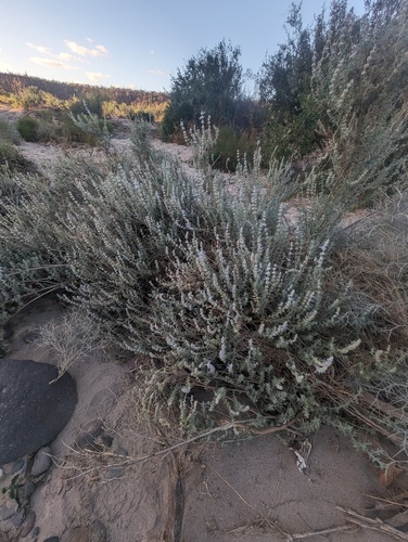 Salvia californica, photograph 2