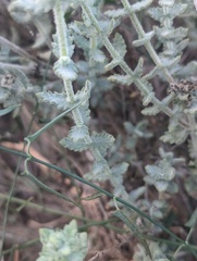 Salvia californica, photograph (c) Trevor Van Loon, some rights reserved (CC BY)