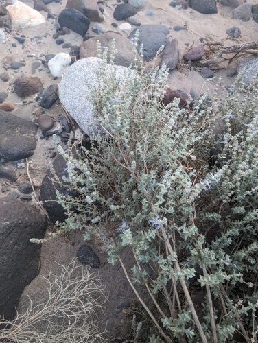 Salvia californica, photograph 5