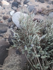 Salvia californica, photograph (c) Trevor Van Loon, some rights reserved (CC BY)