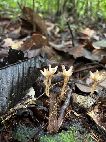 Burmannia sphagnoides