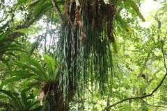 Haplopteris elongata