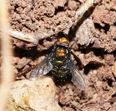 Amenia chrysame