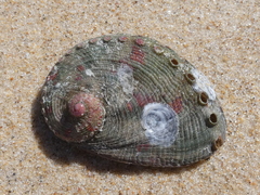Haliotis coccoradiata