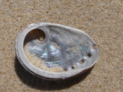 Haliotis coccoradiata