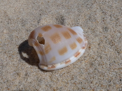 Phalium areola