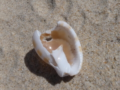 Phalium areola