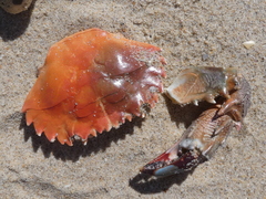 Thalamitinae