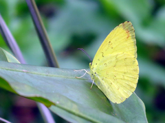 Eurema blanda arsakia