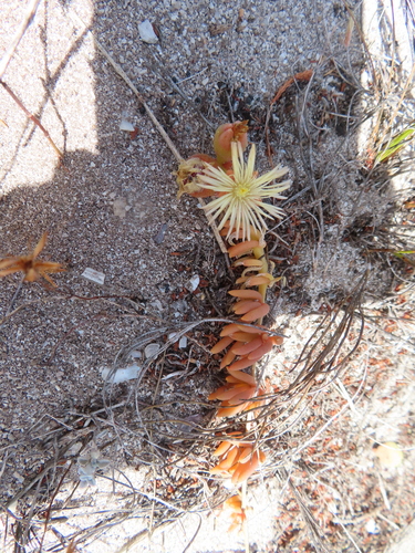 Image of Mesembryanthemum canaliculatum by (c) linkie, some rights reserved (CC BY)