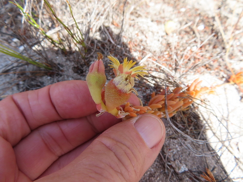 Mesembryanthemum canaliculatum