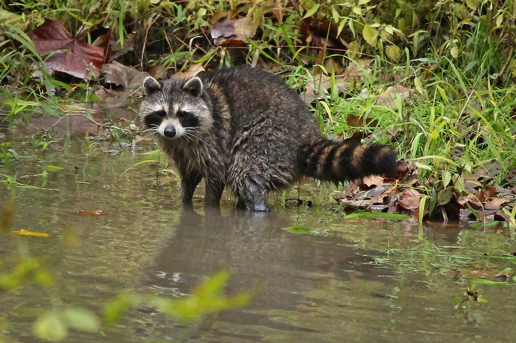 Common Raccoon from Washington County, PA, USA on October 15, 2023 at 1044 AM by William J