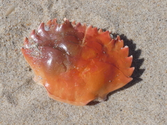 Thalamitinae