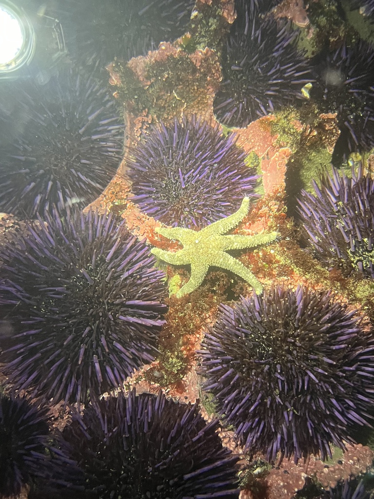 Six-rayed Star from North Pacific Ocean, OR, US on November 26, 2023 at ...
