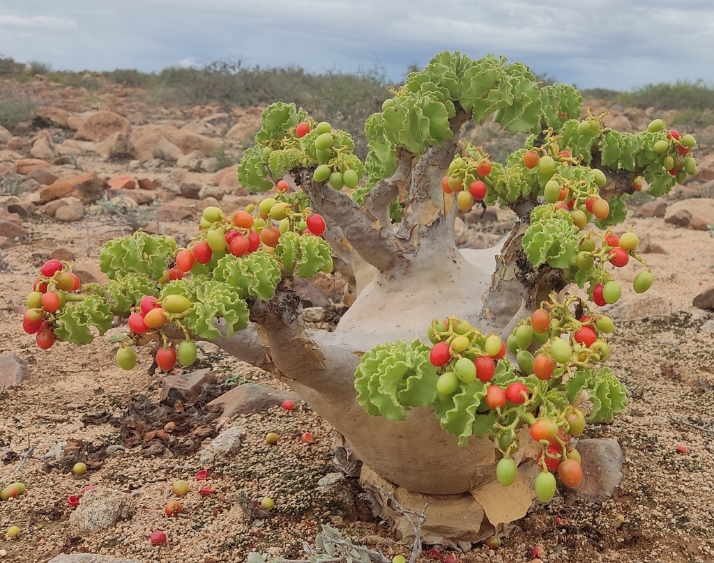 Cyphostemma uter (Kaoko Kobas)