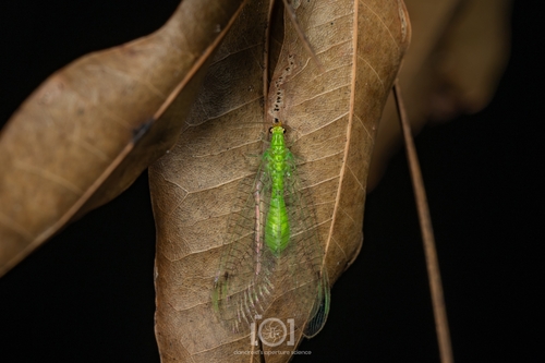 Leucochrysa floridana