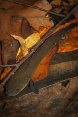 Baram Snakehead photo 3