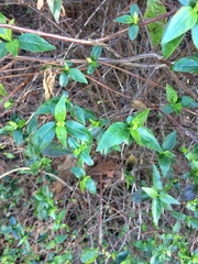 Abelia × grandiflora