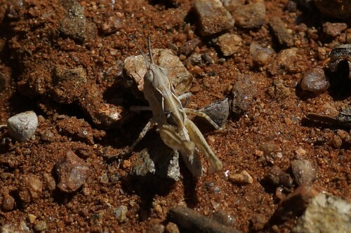 Australian Plague Locust photo 5