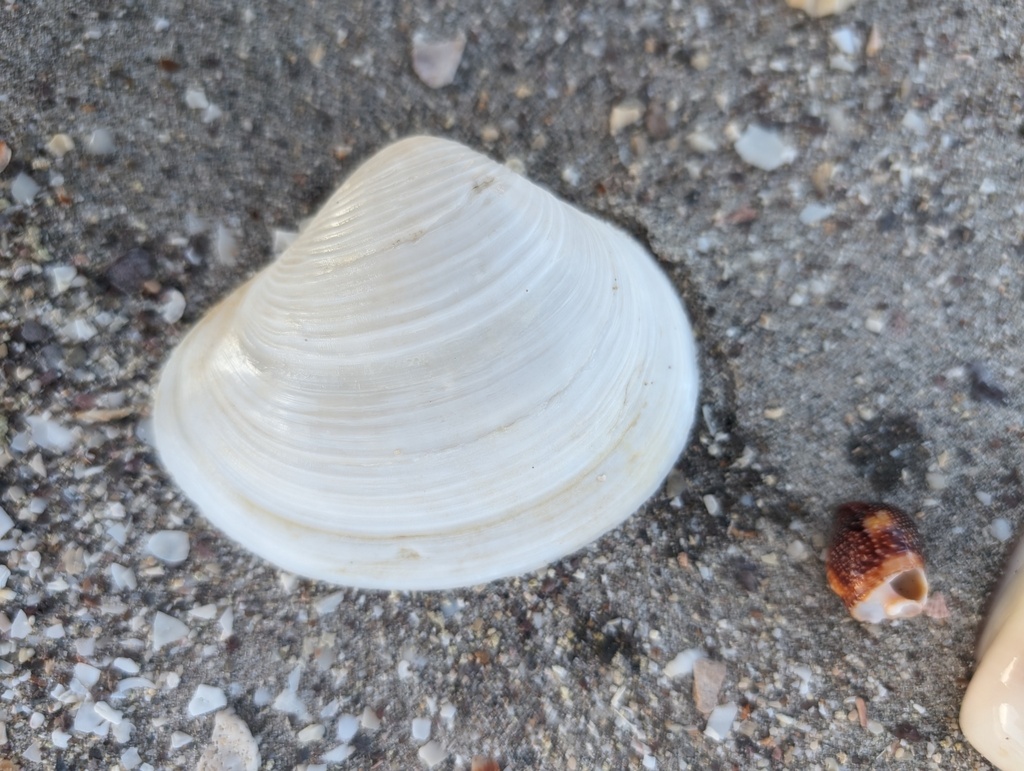 Pacific duckclam