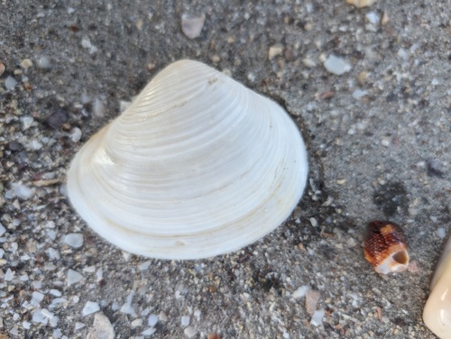 Pacific duckclam