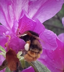Bombus eximius