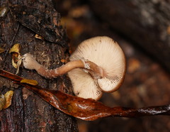 Armillaria novae-zelandiae