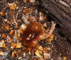 Armillaria novae-zelandiae