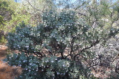 Arctostaphylos canescens
