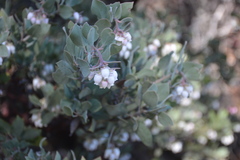Arctostaphylos canescens