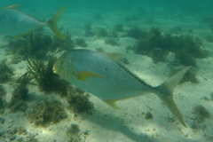 Gnathanodon speciosus