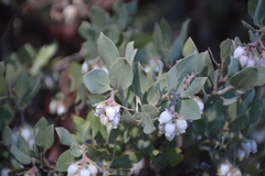Arctostaphylos canescens