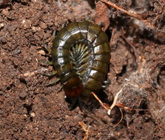 Cormocephalus esulcatus