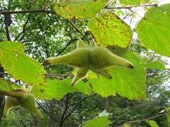 Corylus sieboldiana mandshurica