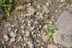 Claytonia exigua