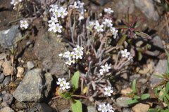 Claytonia exigua