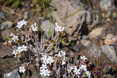 Claytonia exigua