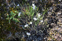 Claytonia exigua