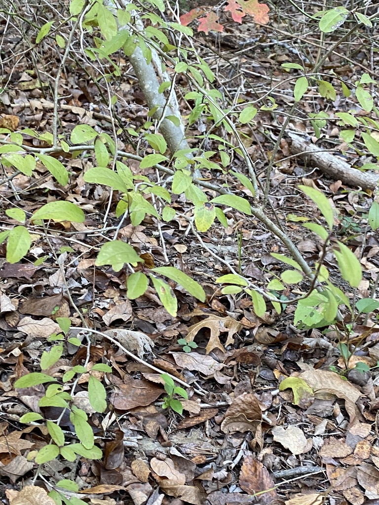 possumhaw from Holford Rd, Garland, TX, US on November 26, 2023 at 04