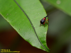 Apoderinae