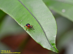 Apoderinae