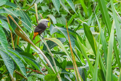 Grey-Headed Munia photo 2